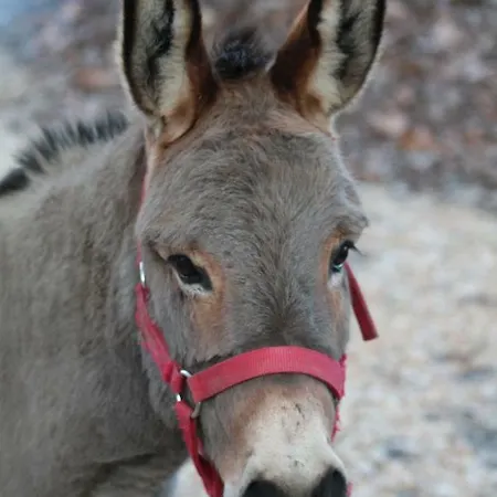 Capic * Baska (Krk)